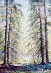 Pine Trees